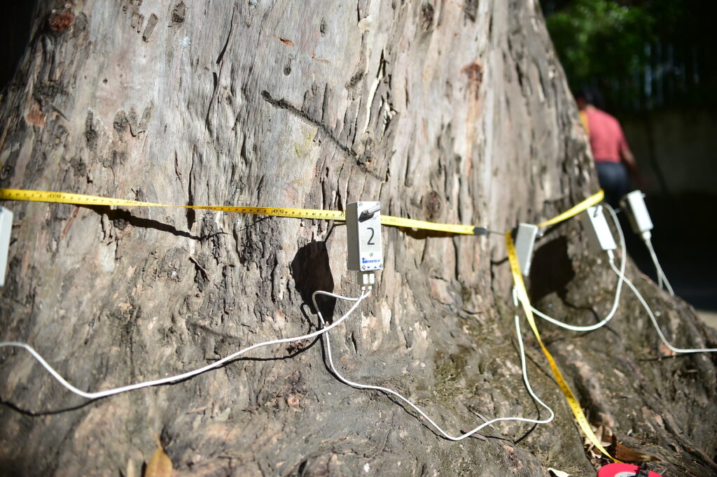Equipamento de tomografia sendo aplicado em tronco de árvore para avaliar risco de queda em Niterói.