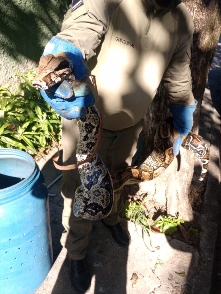 Agentes da Guarda Ambiental de Niterói resgatam jiboia de 2,5 metros em Piratininga, Região Oceânica.