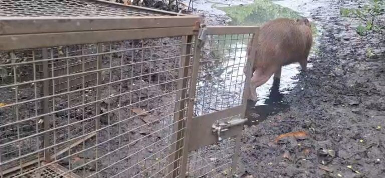 Agentes da Guarda Municipal de Niterói manuseiam capivara resgatada para reintegração em área ambiental.