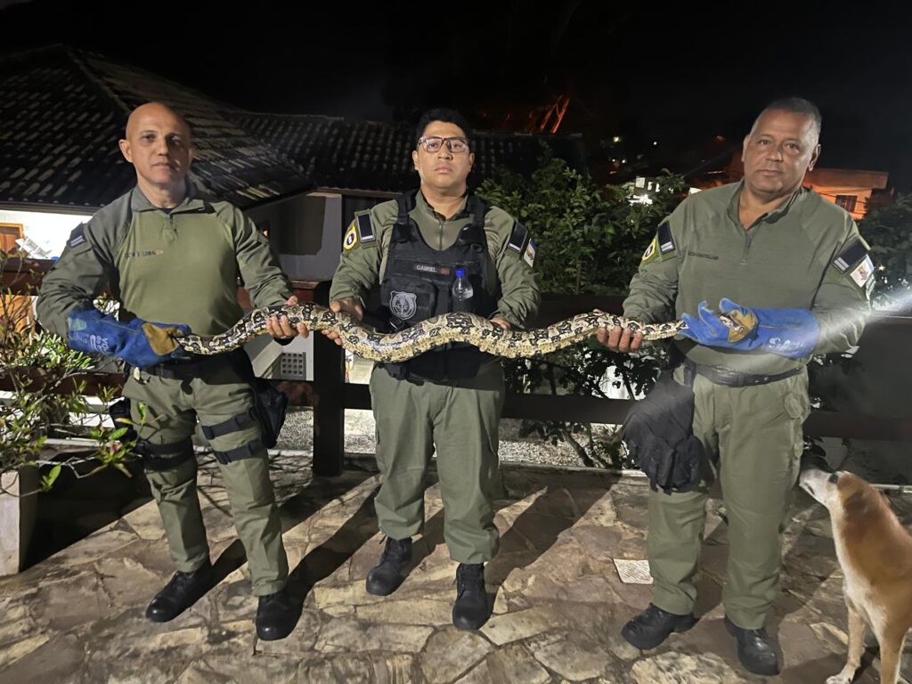 Jiboia de mais de 2 metros resgatada pela Guarda Municipal de Niterói em casa no Engenho do Mato.