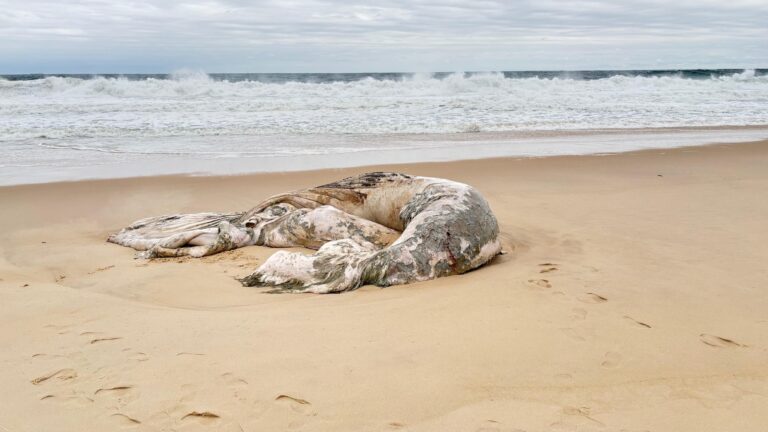 Baleia morta na areia da praia em Maricá, na altura da Rua 90, com equipes técnicas se preparando para a remoção.