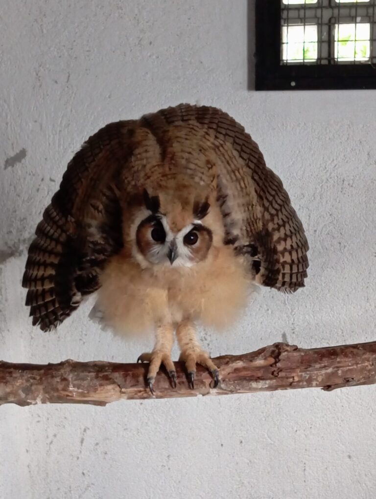 Profissionais da ASAS de São Gonçalo cuidam de animal silvestre, representando o atendimento a mais de 5,6 mil. Unidade celebra 4 anos.