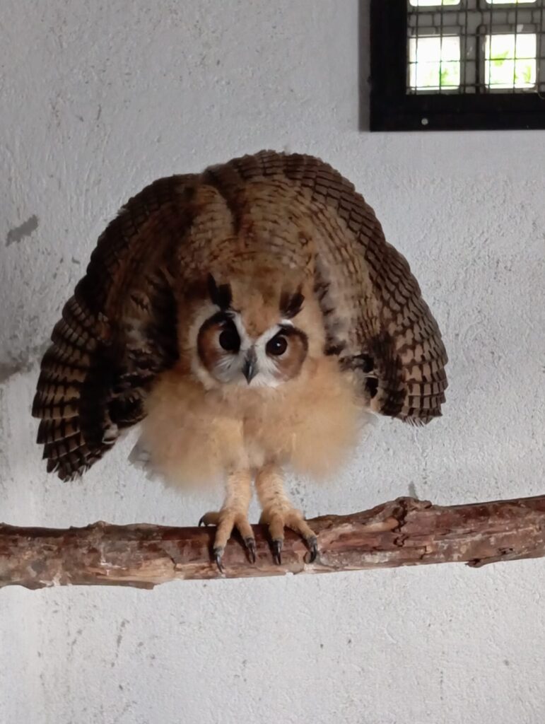 Profissionais da ASAS de São Gonçalo cuidam de animal silvestre, representando o atendimento a mais de 5,6 mil. Unidade celebra 4 anos.