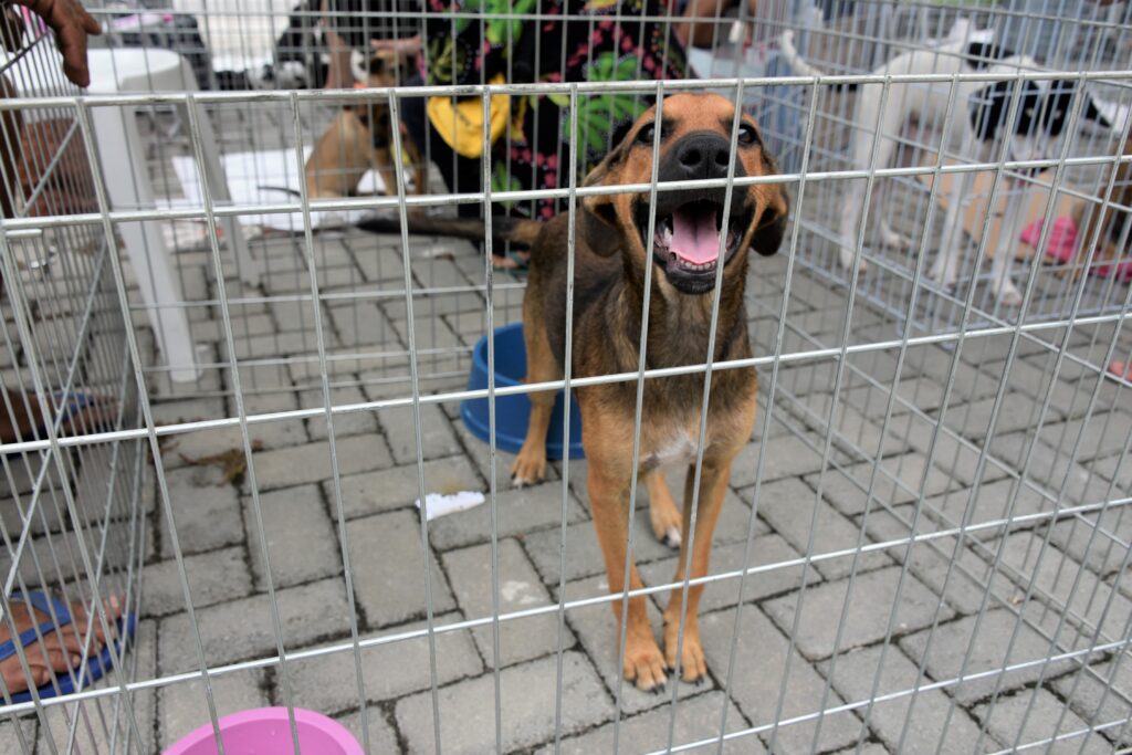 Cão e gato em campanha de adoção em Maricá, aguardando um novo lar.
