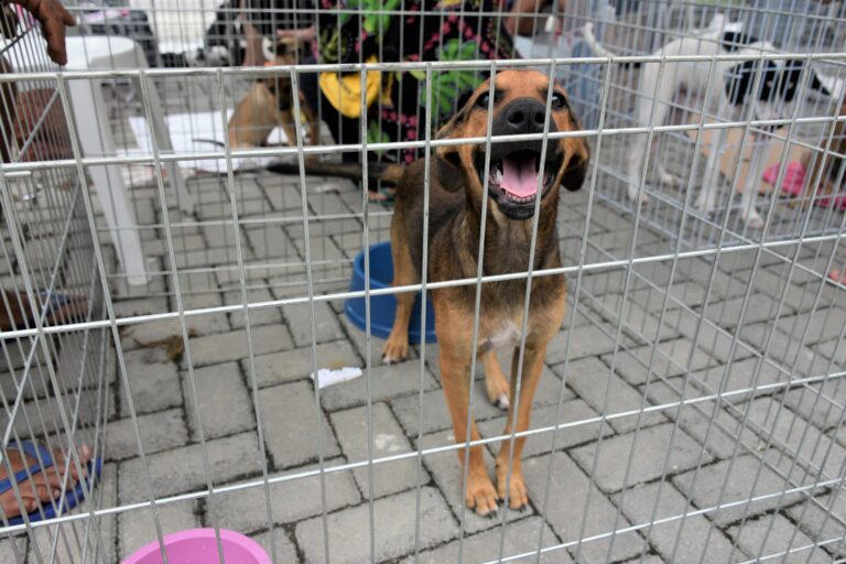 Cão e gato em campanha de adoção em Maricá, aguardando um novo lar.
