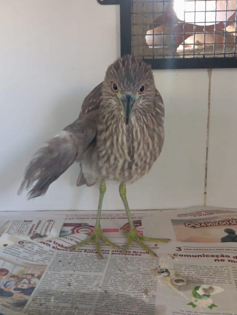 Diversas espécies de animais silvestres, como aves e mamíferos, sendo atendidos na ASAS de São Gonçalo.