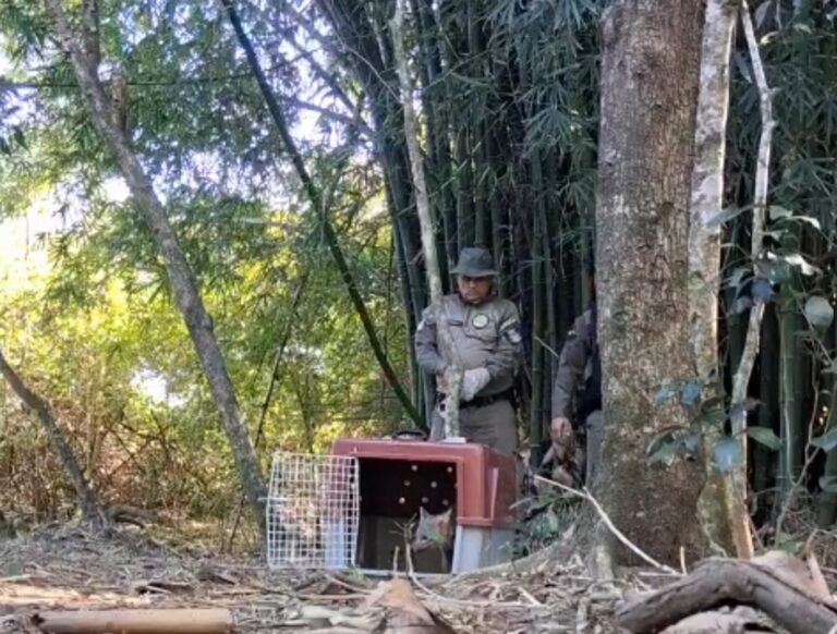 Cachorro-do-mato sendo solto na natureza em São Gonçalo pela ASAS após resgate e recuperação.