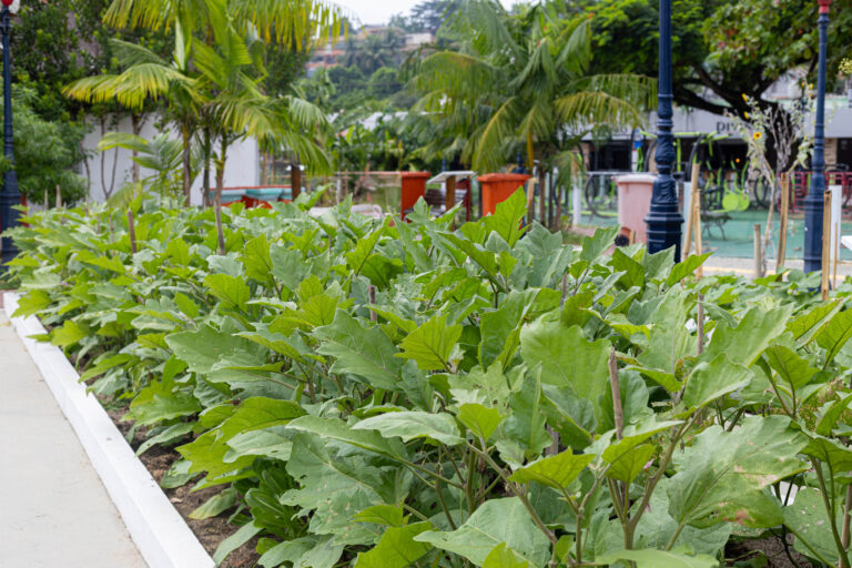 Hortaliças frescas e orgânicas sendo colhidas em uma das unidades agroecológicas de Maricá para distribuição.