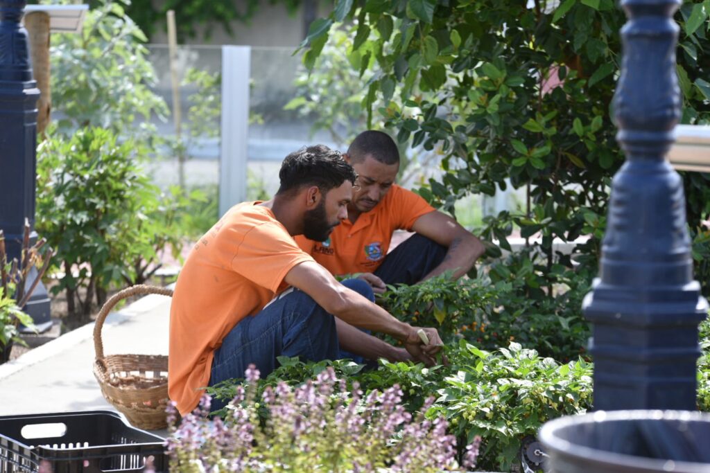 Trabalhadores rurais colhem hortaliças frescas em uma das unidades agroecológicas de Maricá, RJ.