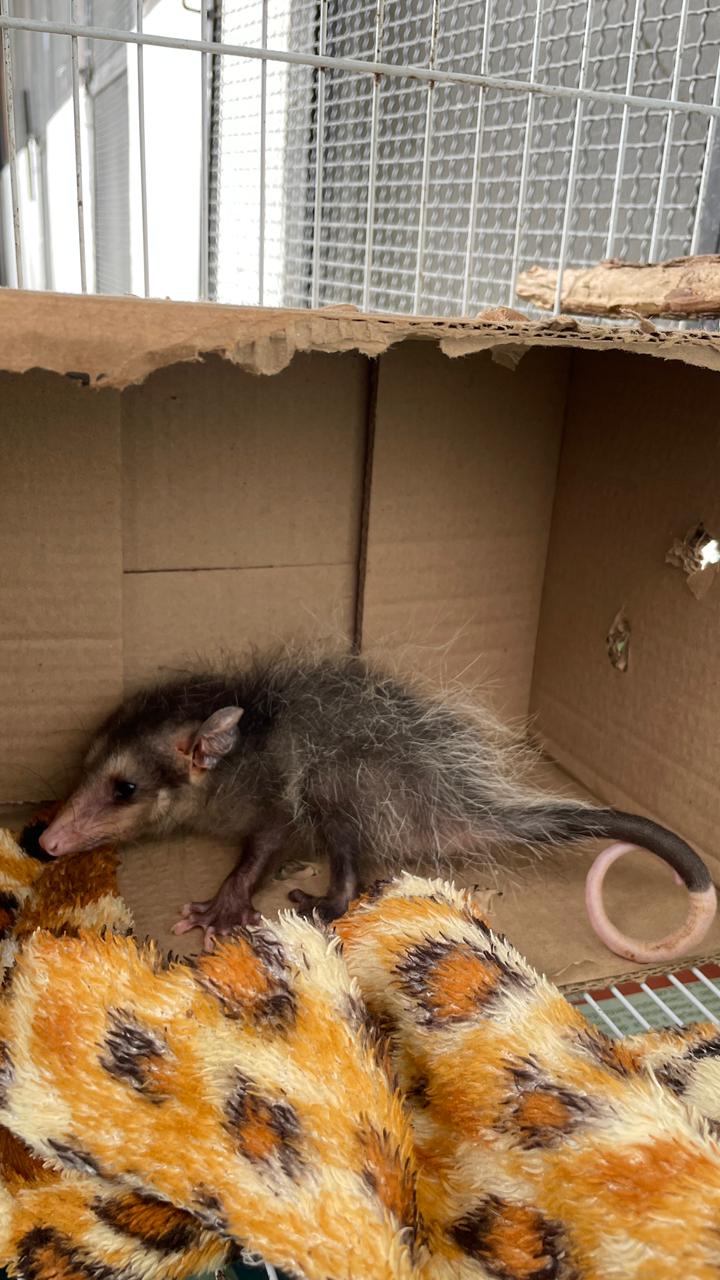 Gambá milésimo animal atendido pela ASAS de São Gonçalo em 2026, símbolo da proteção à fauna local.