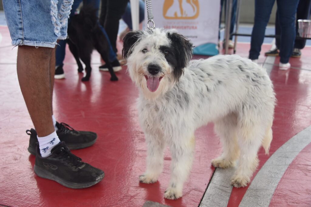 Cão sendo vacinado por profissional da saúde em campanha antirrábica em Maricá.