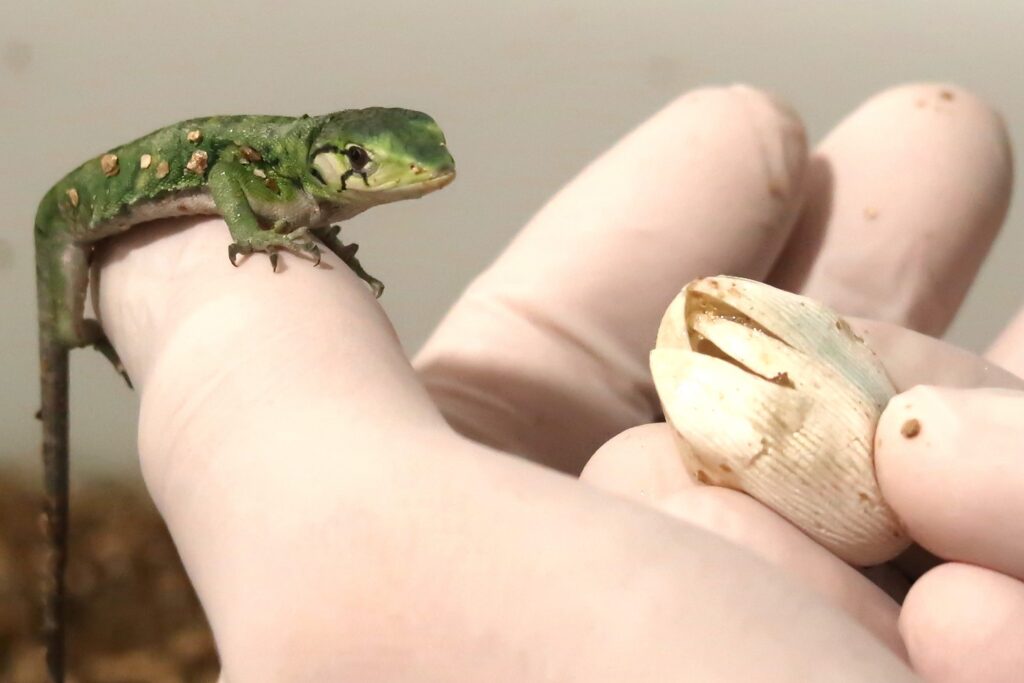 Profissional da ASAS com animal silvestre resgatado em São Gonçalo, destacando o trabalho de proteção da fauna.