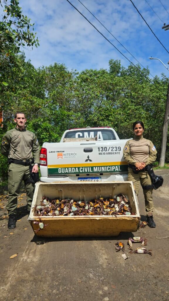 Guarda Ambiental de Niterói devolve caranguejos-uçá ao manguezal de Itaipu durante o defeso.