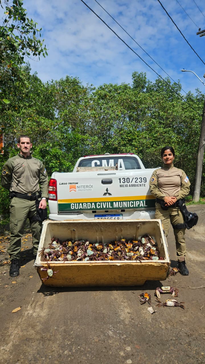 Guarda Ambiental de Niterói devolve caranguejos-uçá ao manguezal de Itaipu durante o defeso.