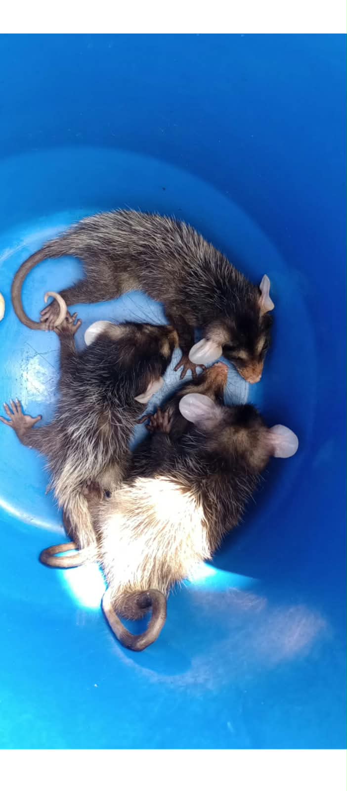 Gambá em área urbana de Niterói resgatado pela Guarda Municipal