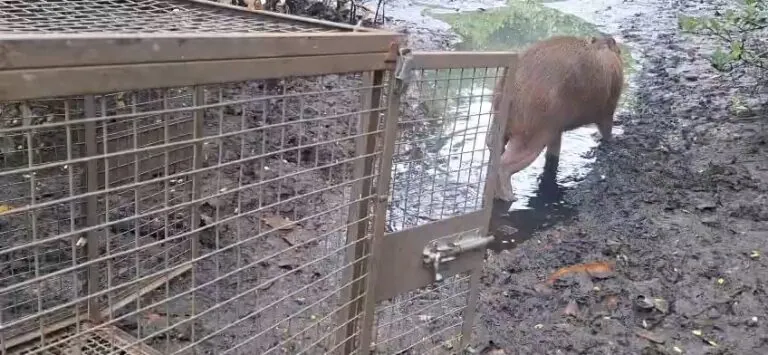 Agentes da Guarda Municipal de Niterói manuseiam capivara resgatada para reintegração em área ambiental.