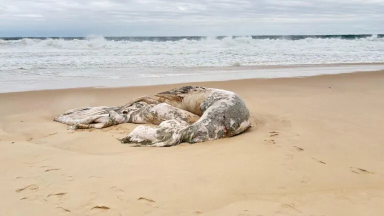 Baleia morta na areia da praia em Maricá, na altura da Rua 90, com equipes técnicas se preparando para a remoção.