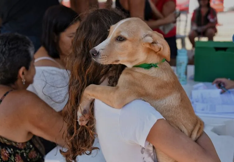 Campanha de adoção de cães e gatos em Maricá, com animais resgatados buscando um novo lar.