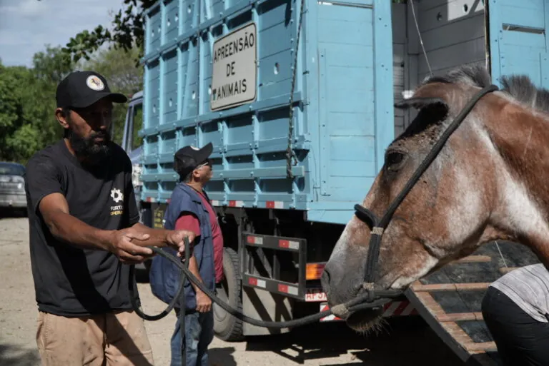 Equipe da Prefeitura de São Gonçalo resgatando um cavalo em via pública para garantir segurança.