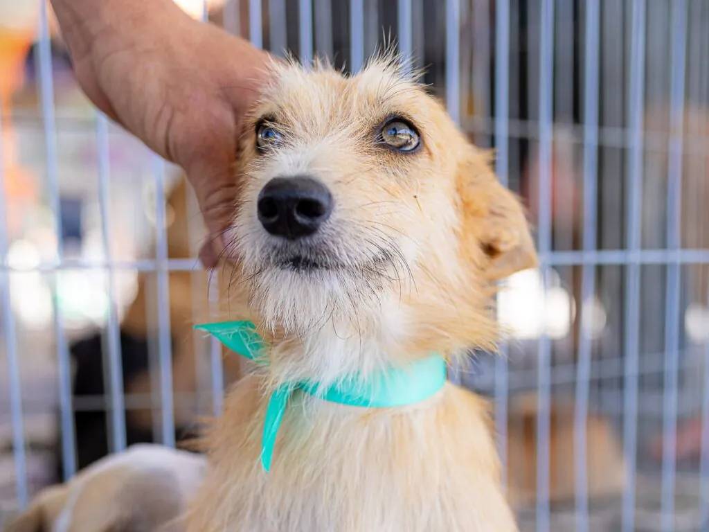Cães e gatos em Maricá aguardam por adoção responsável durante campanha da Prefeitura.